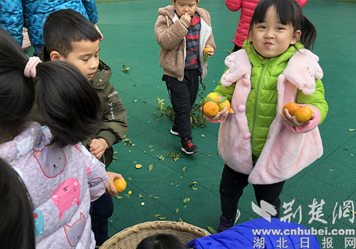 实验幼儿园校内橘树喜丰收 幼儿采摘忙